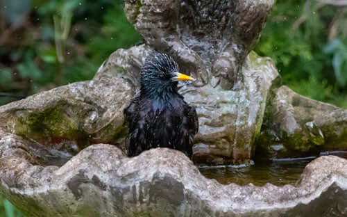 Armchair Naturalist - Why I never tire of watching the birds bathe
