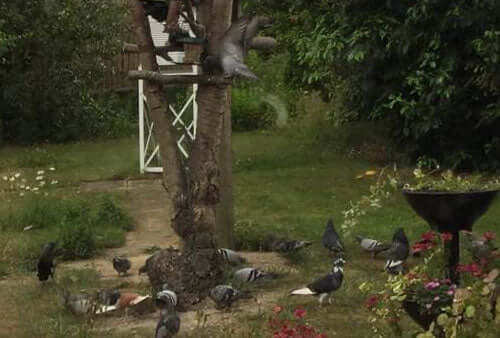 Activity at the bird table has continued apace during the last week in Margarets garden