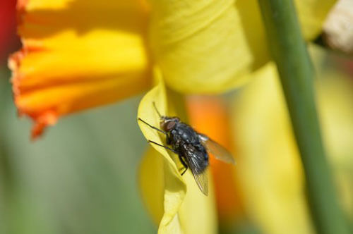 Armchair Naturalist - Wildlife surveys