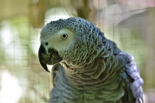 Basic Guide to Keeping Parrots & Parrot Like Birds as Pets - Haith's