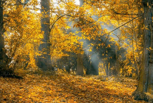 Be a nature detective this autumn