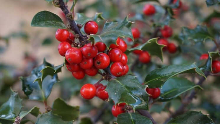 Winter berries and wildlife