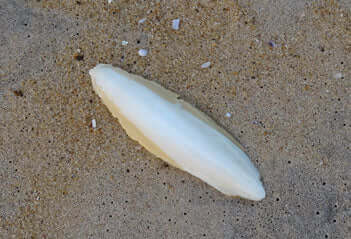 single piece of whole cuttle laying on a beach