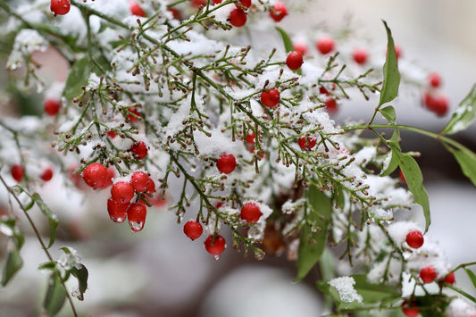 red berries on a branch after a snow shower