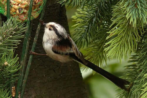 Big Garden Bird Watch 2018: Key Findings and Insights - Haith's