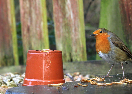 Image of a robin eating mealworms stood near a plant pot