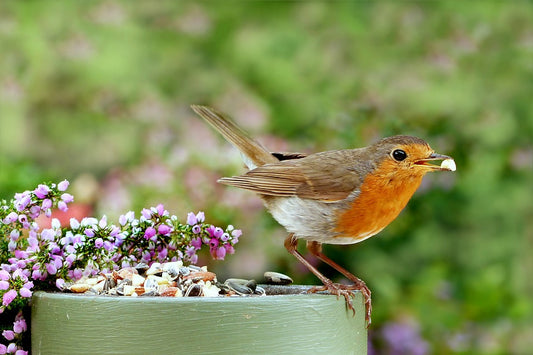 Image of a robin eating a pot of seed next to spring flowers