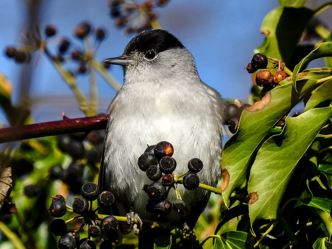 Blackcap Bird: Identification, Habitat, and Feeding Guide