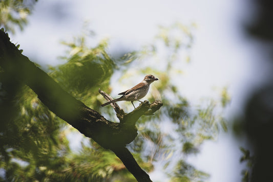 Making gardens great spaces for nature