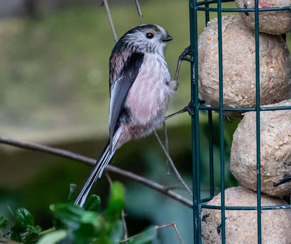 Bird feeders for fat balls - Haith's