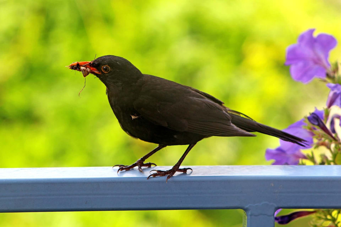 Bird feeding - Haith's