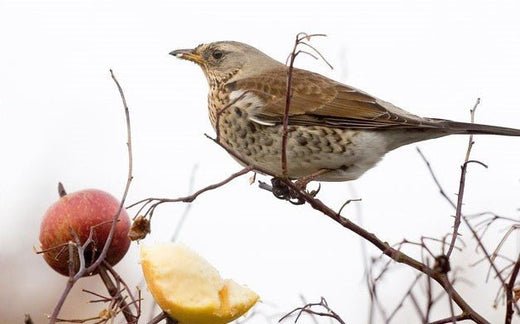 Bird Migration: Understanding the Fight or Flight Response - Haith's