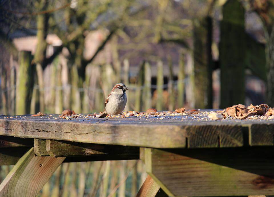 Bird Table - Haith's