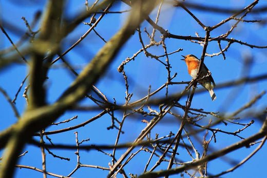 Birdsong of Spring - Haith's