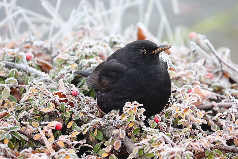 Image of a blackbird sat on a frosty hedgerow