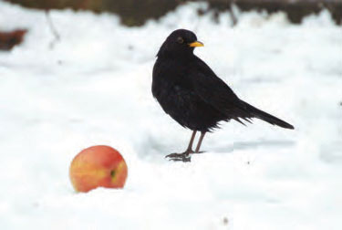 Are your garden birds ready for a 'Big Freeze?'