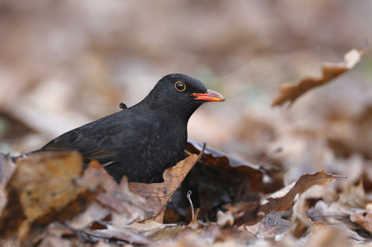 Image of a blackbird sat in fallen leaves