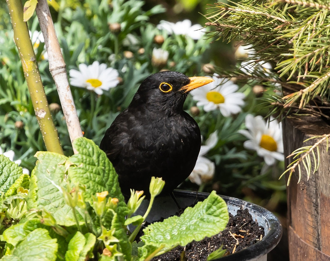 Blackbird sat in summer flowers