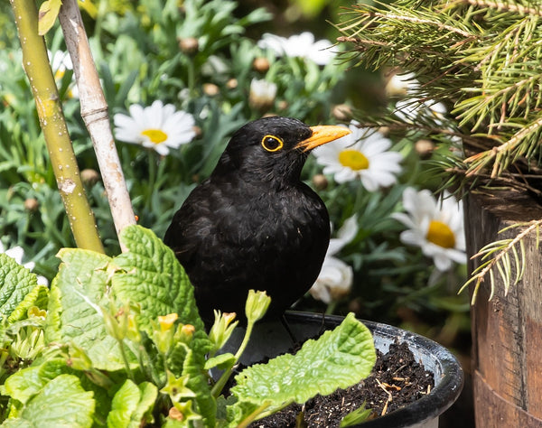 Why Blackbirds sing at dawn and dusk in the summer
