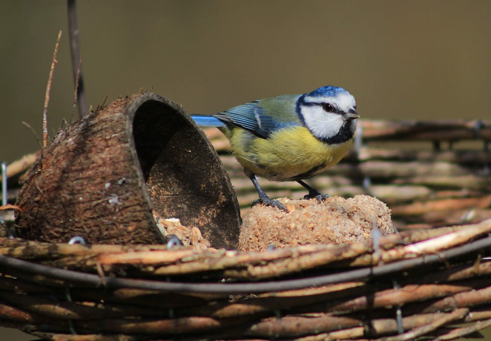 Blue Tit eating soft food from a bowl