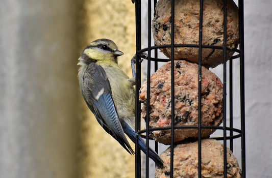 Image of a bird eating suet balls from a fat ball feeder
