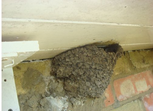 Bob Crook Builds Better Homes for 400 House Martins - Haith's UK