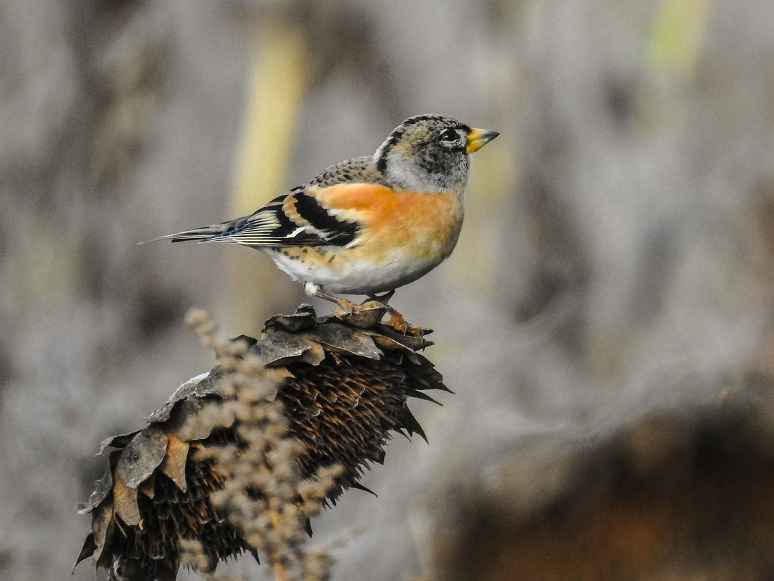 Brambling Bird: Identification, Migration, and Feeding Tips