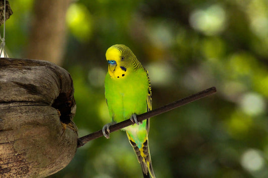 Budgies Love Fruit and Veg: A Guide to Healthy Feeding - Haith's