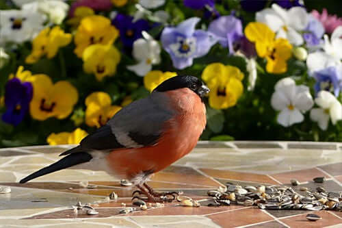 Bullfinch Bird: Identification, Behaviour, and Feeding Guide - Haith's UK