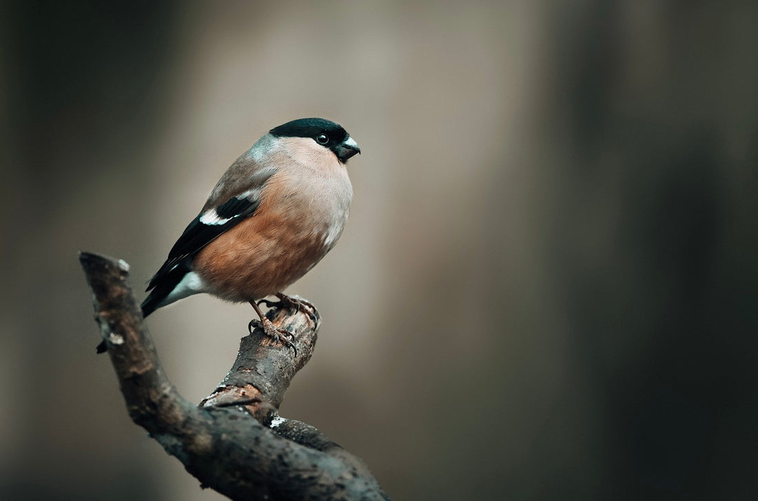 Bullfinch sat on a bench during the autumn