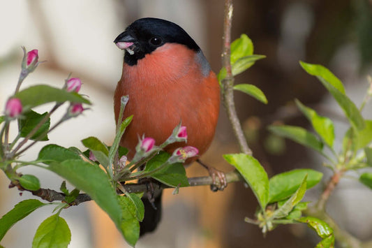 Bullfinches: Understanding Their Diet and Habitat Needs - Haith's UK