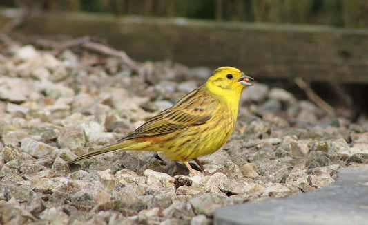 A Yellowhammer