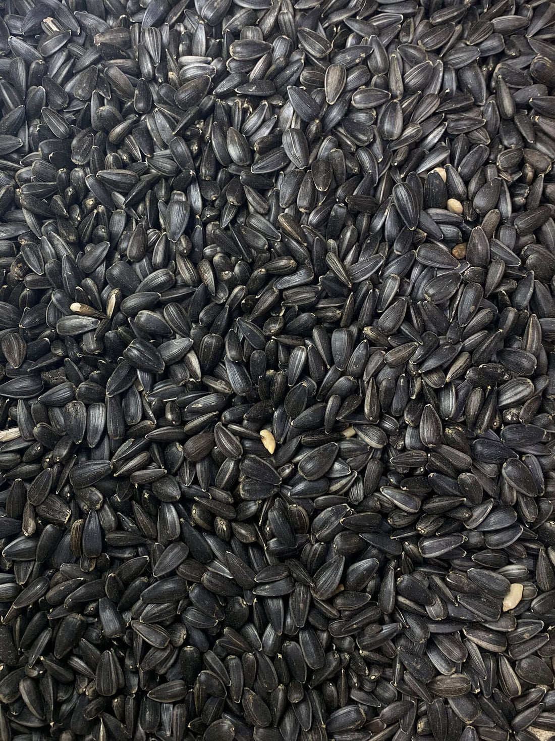 Birds deserve the best: clean black sunflower seeds for happy, healthy birds