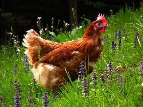 Chicken on the grass eating