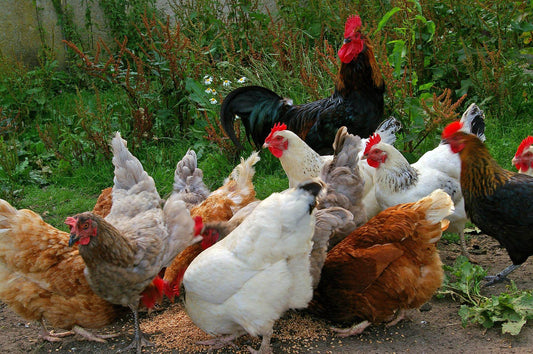 group of all different coloured chickens