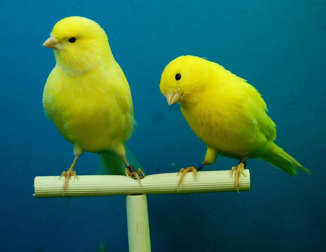 Canary Bliss - Creating Harmony in Indoor and Outdoor Aviaries - Haith's