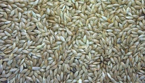 Canary Seed: The Essential Cage & Aviary Bird Seed Ingredient - Haith's