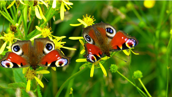 Six Reasons to Enjoy Spring: Birdwatching and Nature Tips