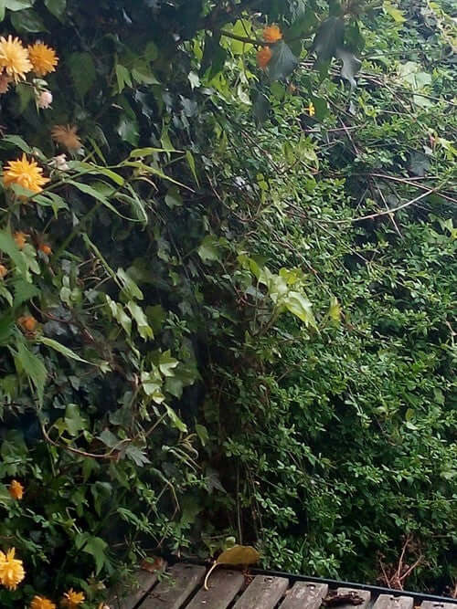 Image of a climbing ivy