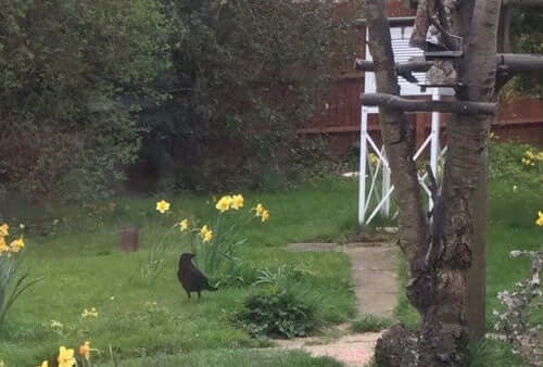 Bird activity continues to increase in the garden and a crow is a regular visitor
