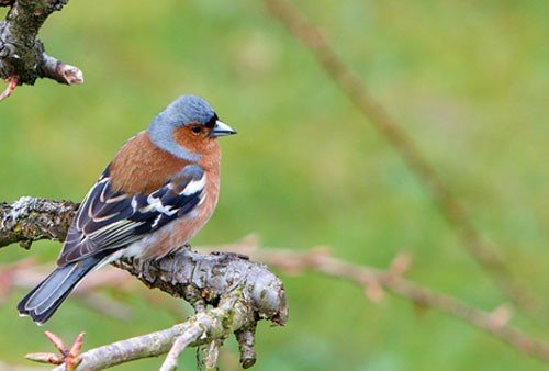 Chaffinch Bird: Identification, Habitat, and Feeding Guide - Haith's UK
