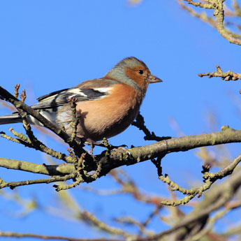 Wildlife adventures with an iPhone - the Chaffinch