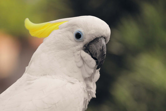 Cockatoos - great companions - Haith's