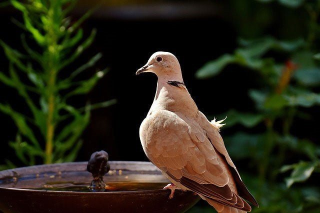 Collared Dove: Identification, Habitat, and Feeding Tips - Haith's