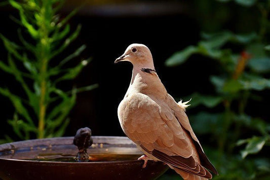 Collared Dove: Identification, Habitat, and Feeding Tips - Haith's UK