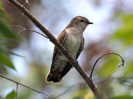 Cuckoo Bird: Identification, Behaviour, and Feeding Guide - Haith's