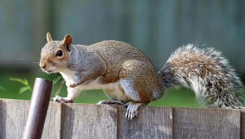 Exploring the Natural World in Autumn: Seasonal Changes and Birdwatching Tips