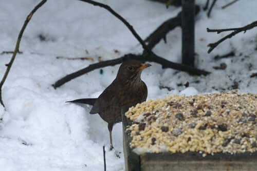 The Best Food for Blackbirds