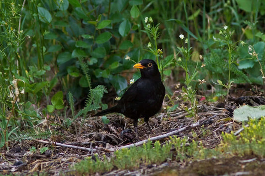 Find out why birds sing?