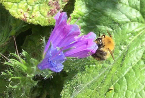 Learn what happens in the garden during Autumn